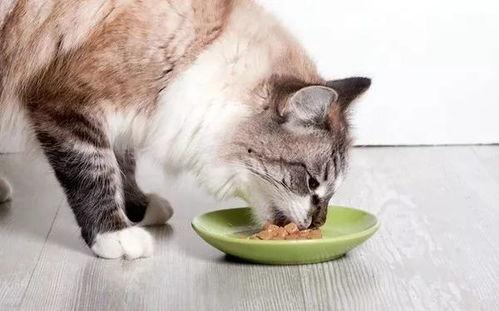 娱乐圈猫猫吃瓜图片,萌态十足揭秘明星幕后趣闻
