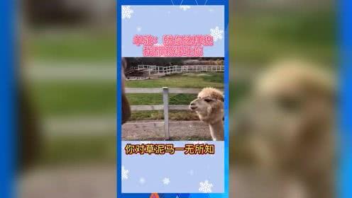 娱乐吃瓜群众歌曲有哪些,盘点那些让人“吃瓜”不止的流行歌曲