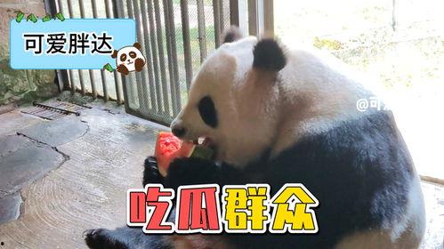 娱乐吃瓜熊猫视频在线观看,趣味熊猫视频在线观看指南