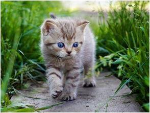 娱乐吃瓜酱小猫咪,小猫咪的娱乐生活与网络热度