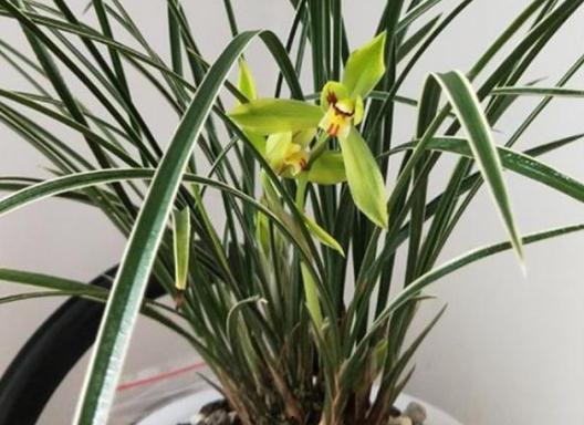 吃瓜娱乐圈小兰花,小兰花吃瓜记