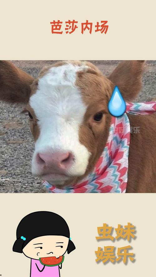 娱乐吃瓜酱动物园,动物们的清凉消暑大作战”