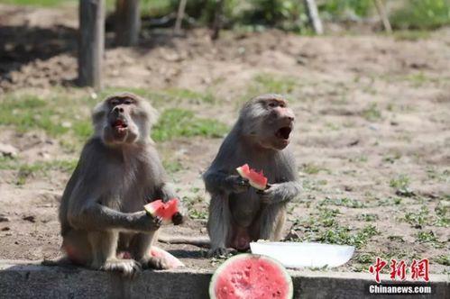 娱乐吃瓜酱动物园,动物们的清凉消暑大作战”