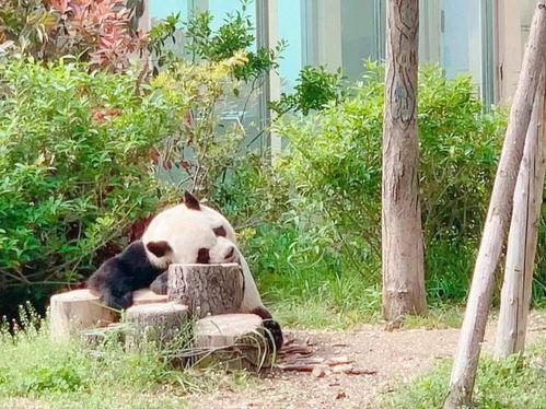 娱乐吃瓜酱动物园,动物们的清凉消暑大作战”