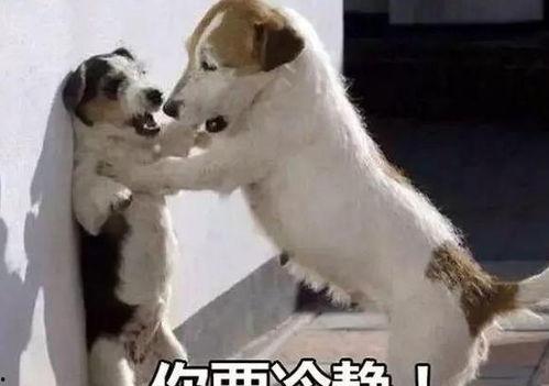 娱乐吃瓜酱中狗妈,揭秘“狗妈”背后的故事与梗源