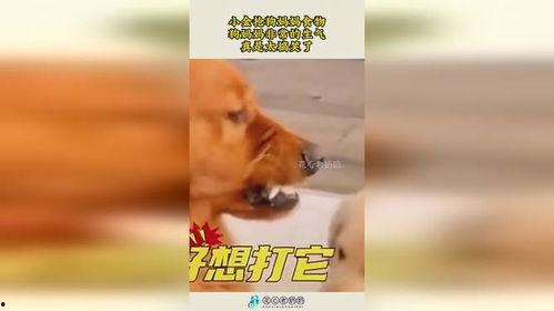 娱乐吃瓜酱中狗妈,揭秘“狗妈”背后的故事与梗源