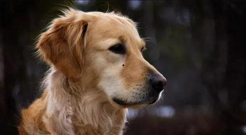 金毛siri娱乐吃瓜君,娱乐吃瓜界的神秘力量