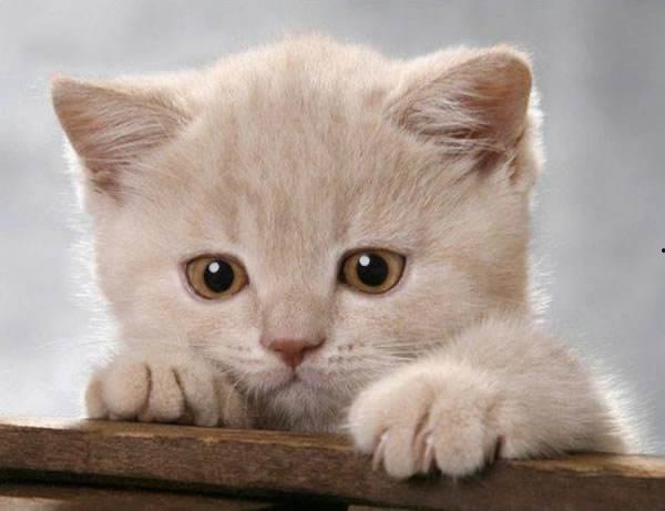 娱乐吃瓜酱内向的小猫,小橘猫的奇幻人生与娱乐圈风云