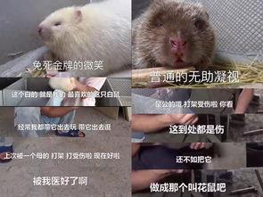 穷人养鼠大法娱乐吃瓜,趣味养鼠，吃瓜乐趣无限