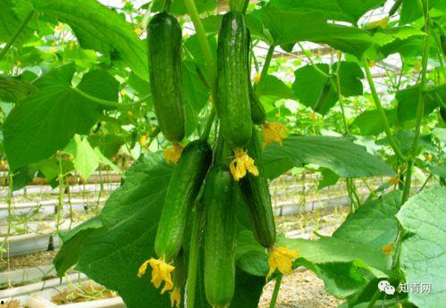 娱乐吃瓜渠道哪里找