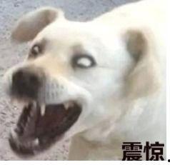 傻狗的日常娱乐吃瓜君,吃瓜君带你领略娱乐圈的欢乐瞬间