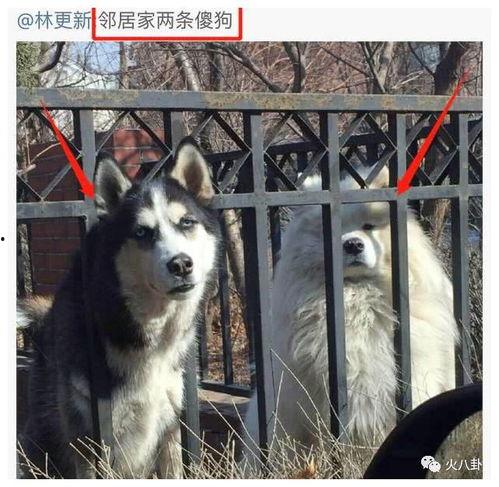 傻狗的日常娱乐吃瓜君,吃瓜君带你领略娱乐圈的欢乐瞬间