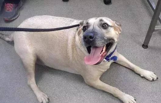 娱乐吃瓜养狗视频大全,娱乐吃瓜，狗狗视频大全集锦