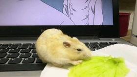 娱乐吃瓜酱仓鼠过生日,娱乐吃瓜酱仓鼠生日派对大揭秘