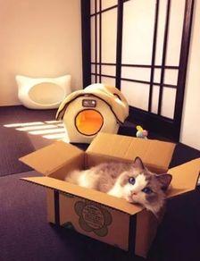 娱乐吃瓜酱改造猫窝,萌宠新居，趣味升级！