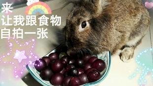 娱乐吃瓜酱 兔 圆 圆,揭秘兔圆圆的爆笑日常