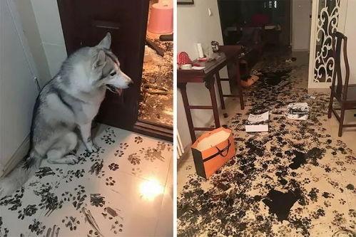 娱乐吃瓜酱狗狗打猫咪,娱乐吃瓜酱现场直播