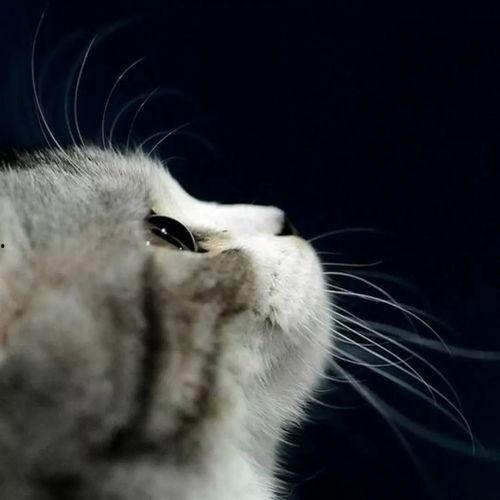 娱乐吃瓜酱猫妈妈视频